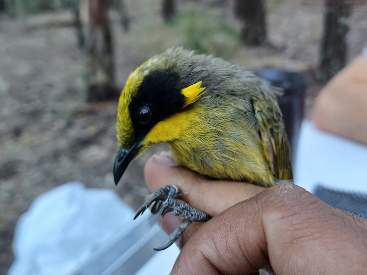 Yellow-tufted Honeyeater - ML649651774
