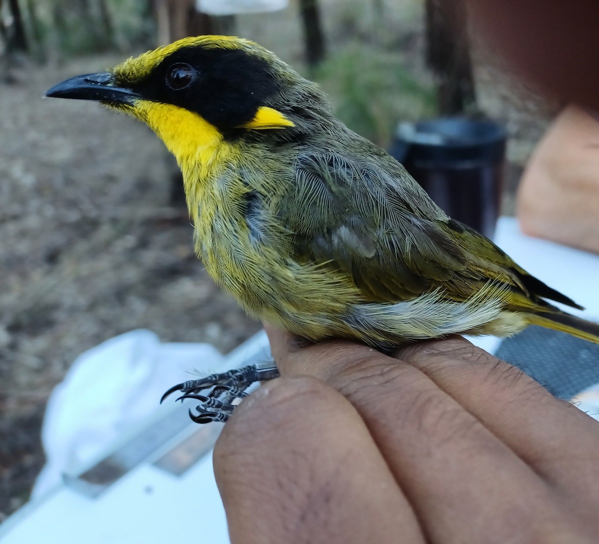 Yellow-tufted Honeyeater - ML649651775