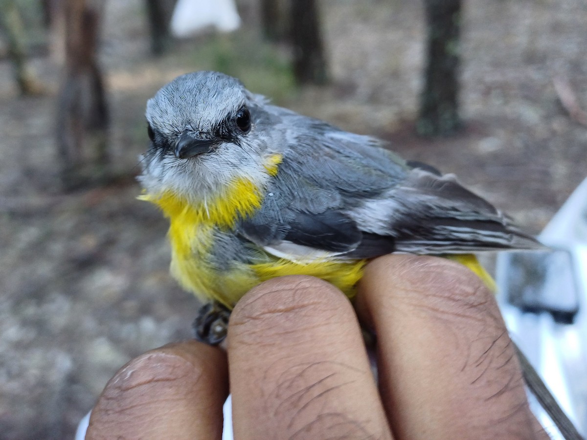 Eastern Yellow Robin - ML649651798