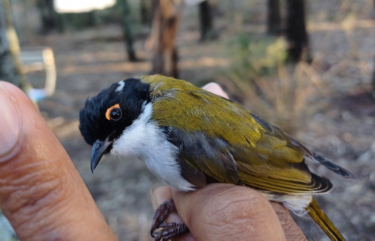 White-naped Honeyeater - ML649651818