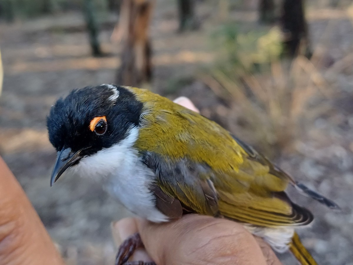 White-naped Honeyeater - ML649651819