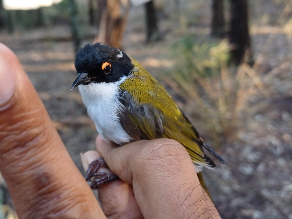 White-naped Honeyeater - ML649651820