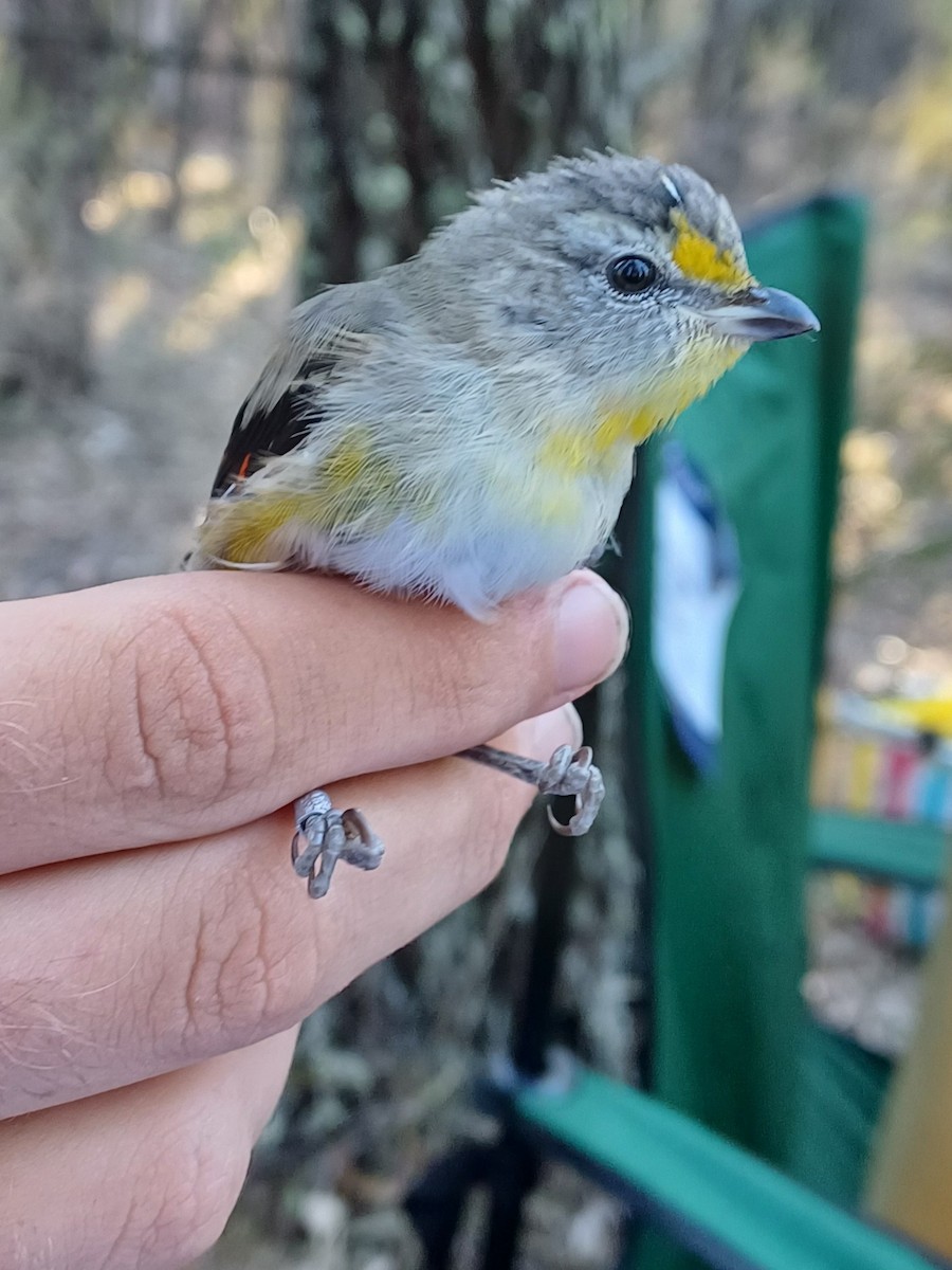 Striated Pardalote - ML649651829