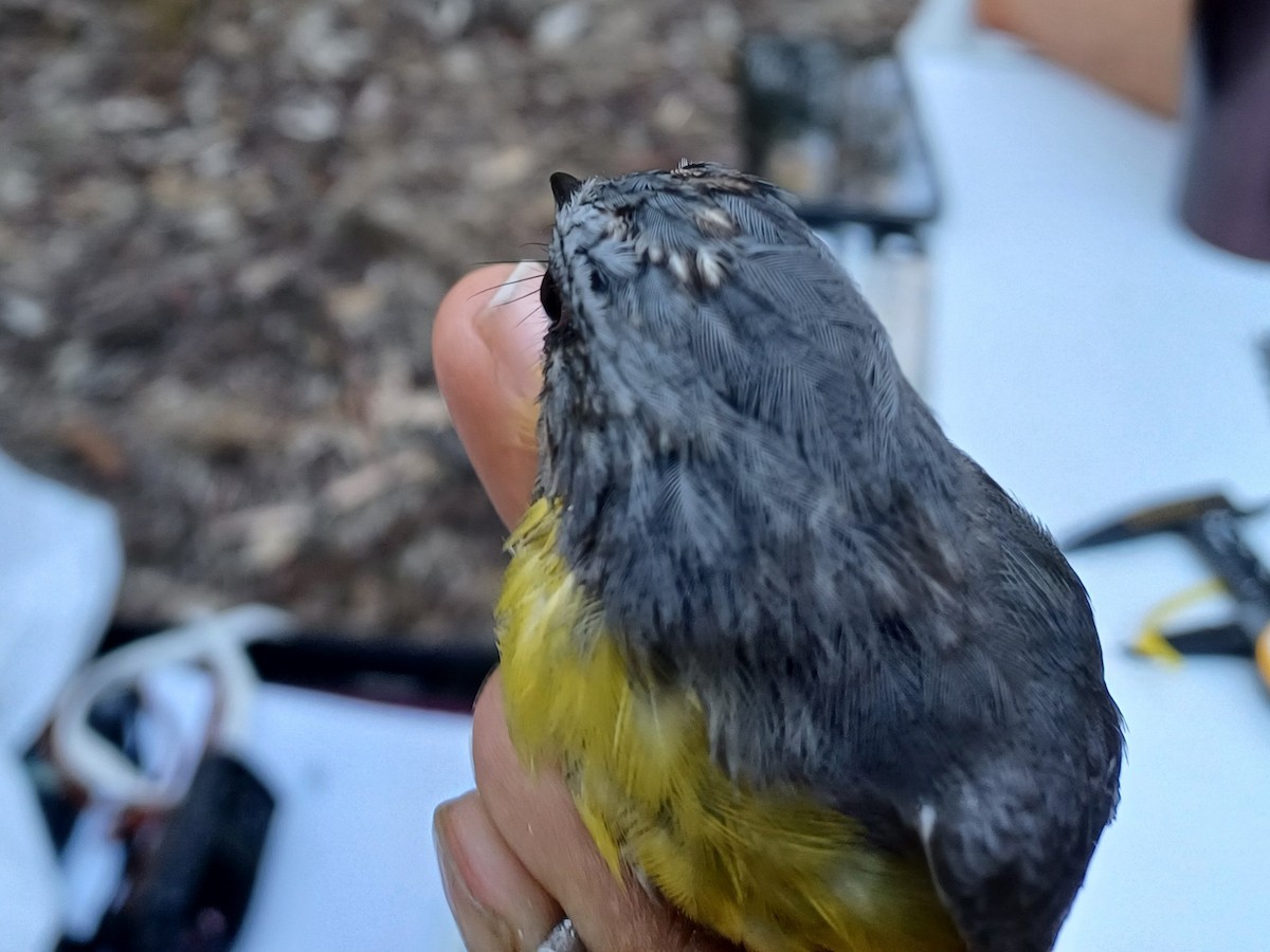 Eastern Yellow Robin - ML649651844