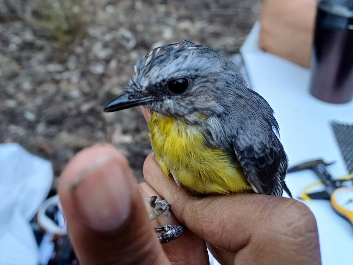 Eastern Yellow Robin - ML649651845