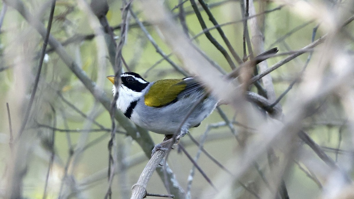 Tohi de d'Orbigny - ML649651846