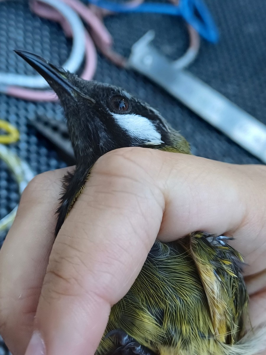 White-eared Honeyeater - ML649651869
