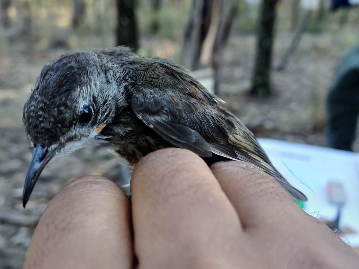 White-throated Treecreeper - ML649651881