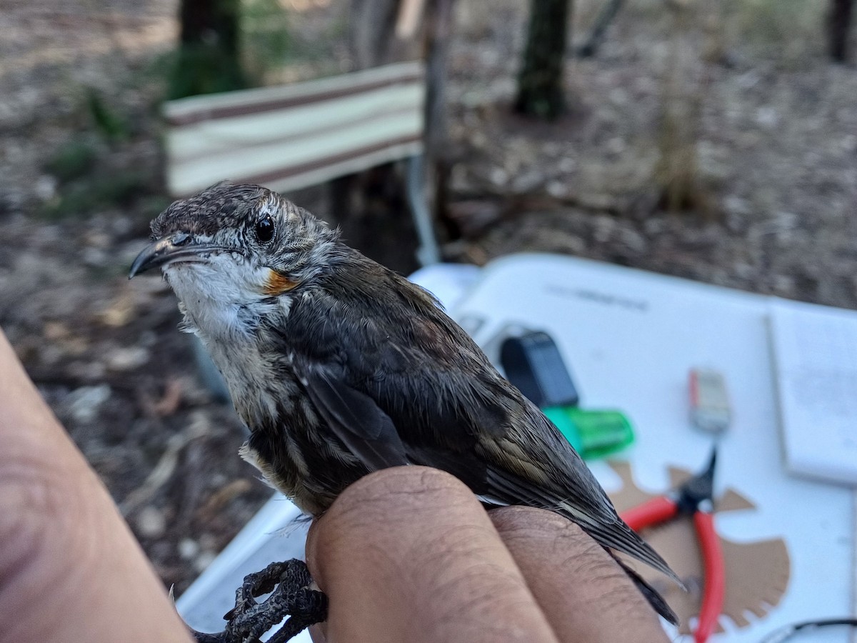 White-throated Treecreeper - ML649651882