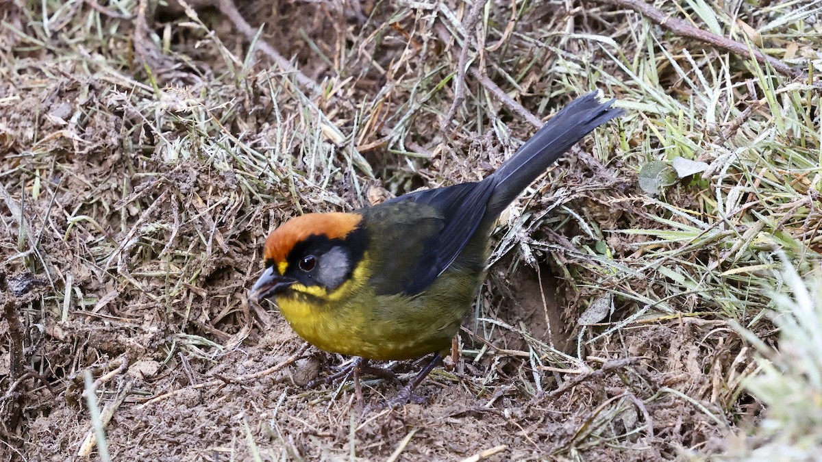 Rotnacken-Buschammer - ML649651964