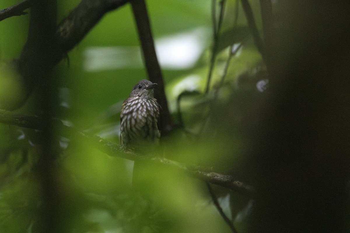 Javan Bulbul - ML649652029