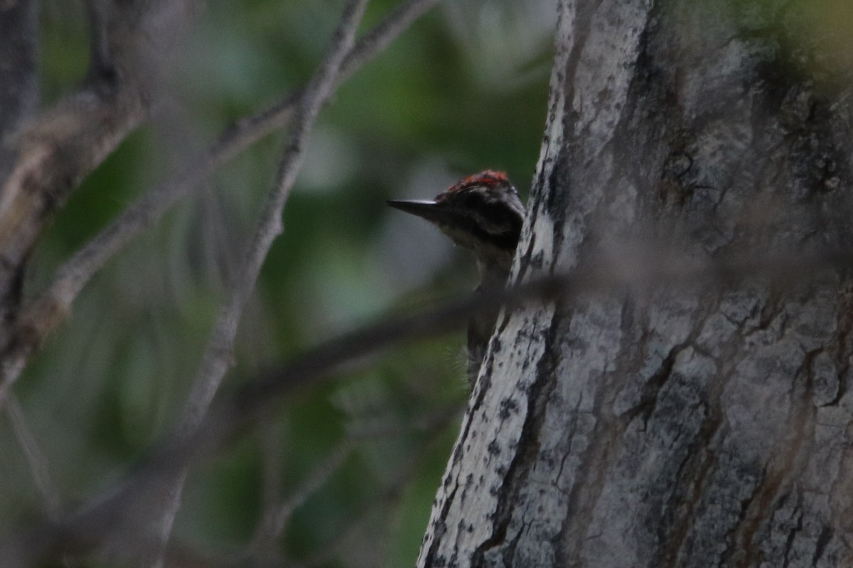 Ladder-backed Woodpecker - ML64965241