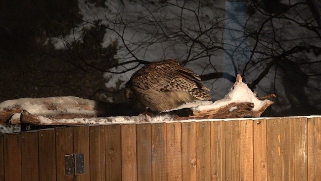 シマフクロウ - ML649655418