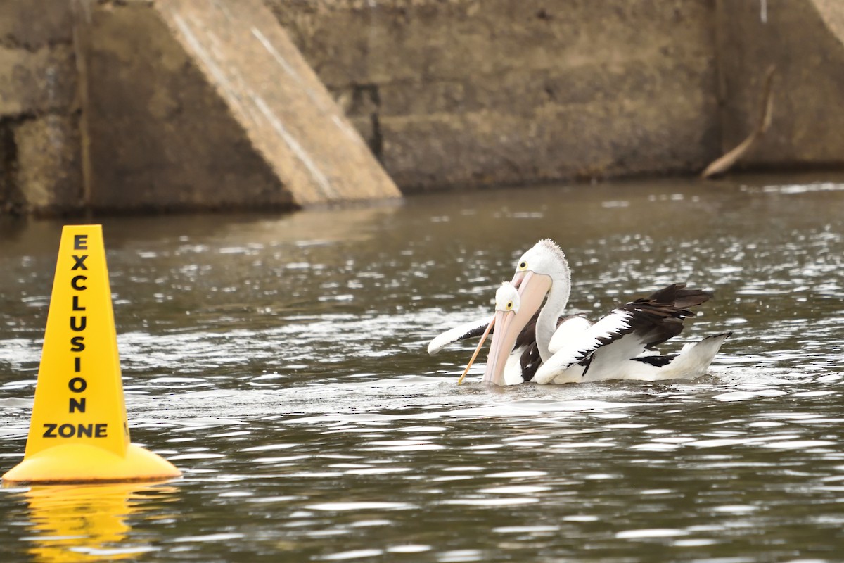 Пелікан австралійський - ML649655480