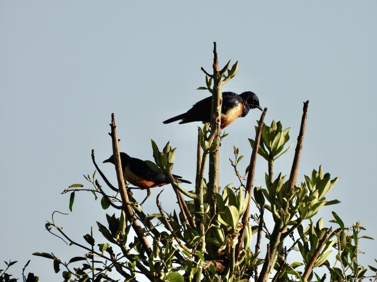 Hildebrandt's Starling - ML649655914