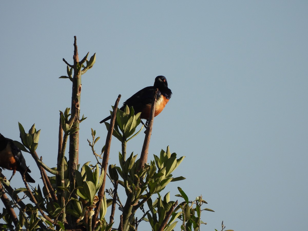 Hildebrandt's Starling - ML649655915