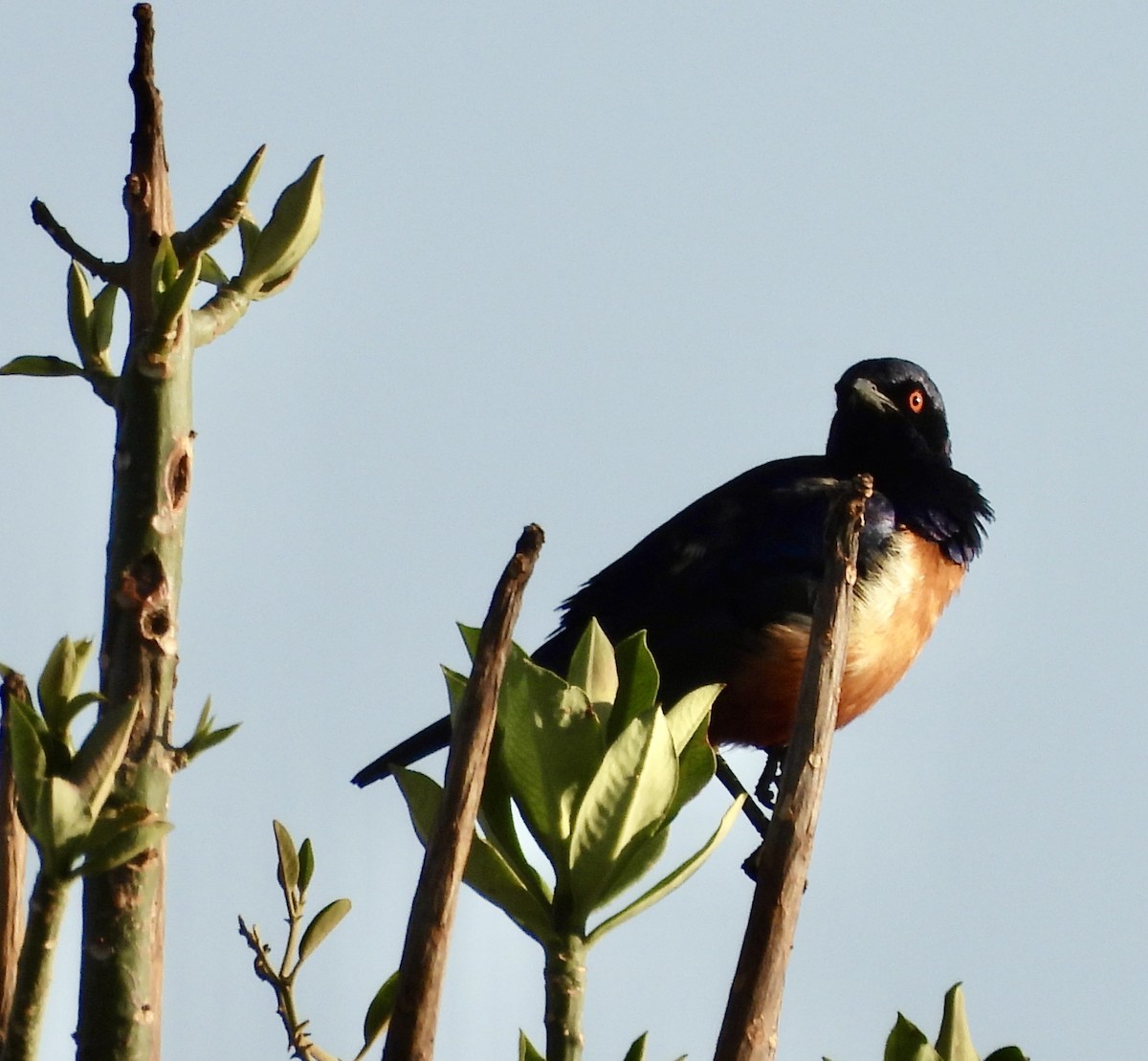 Hildebrandt's Starling - ML649655932
