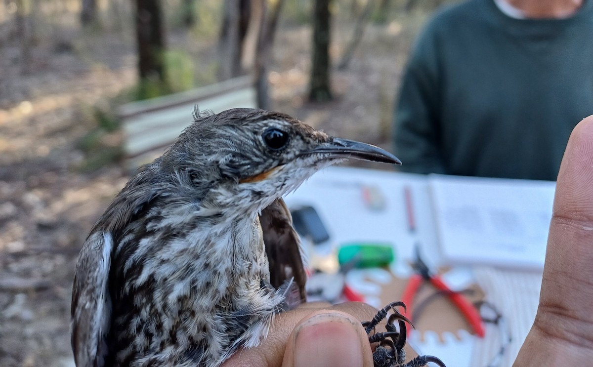 White-throated Treecreeper - ML649656537