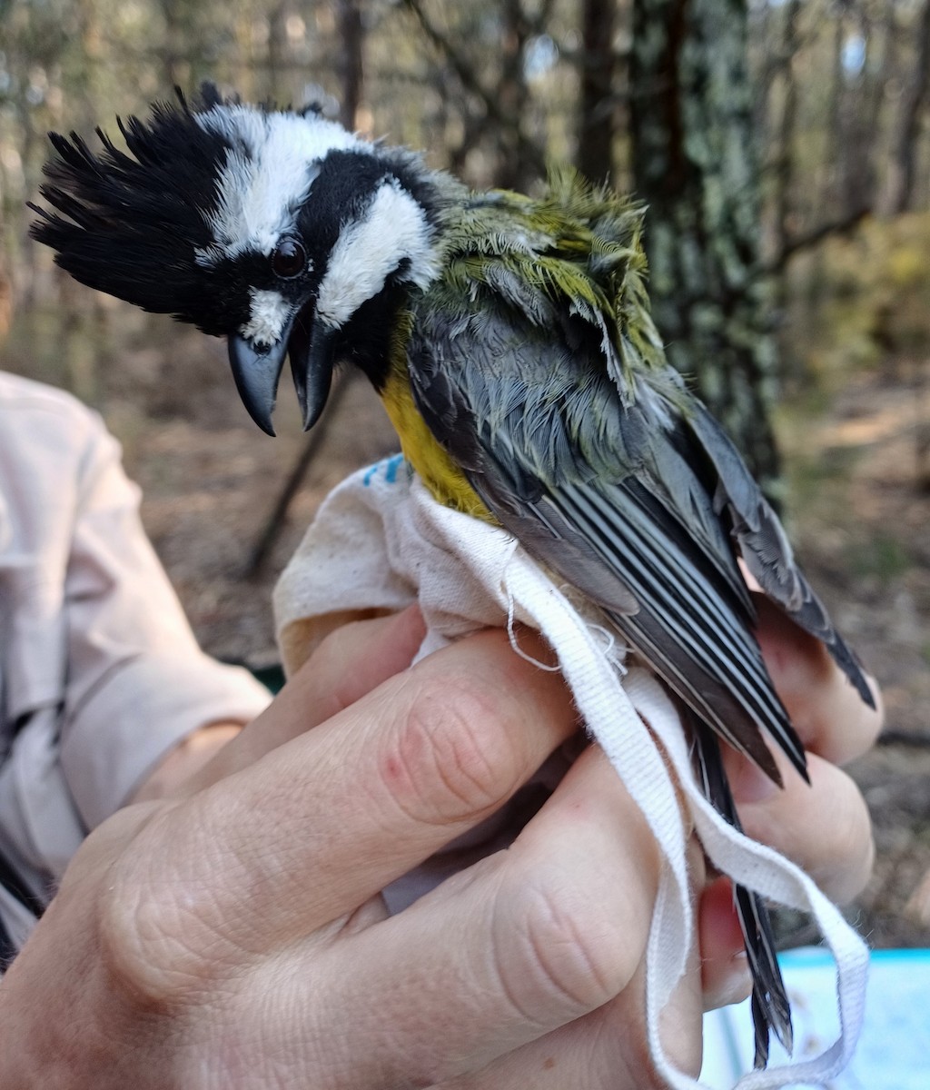 Eastern Shrike-tit - ML649656562