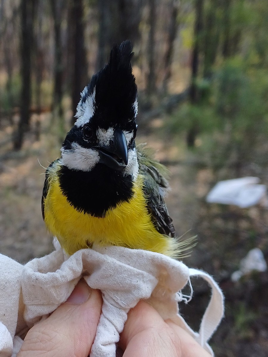 Eastern Shrike-tit - ML649656565