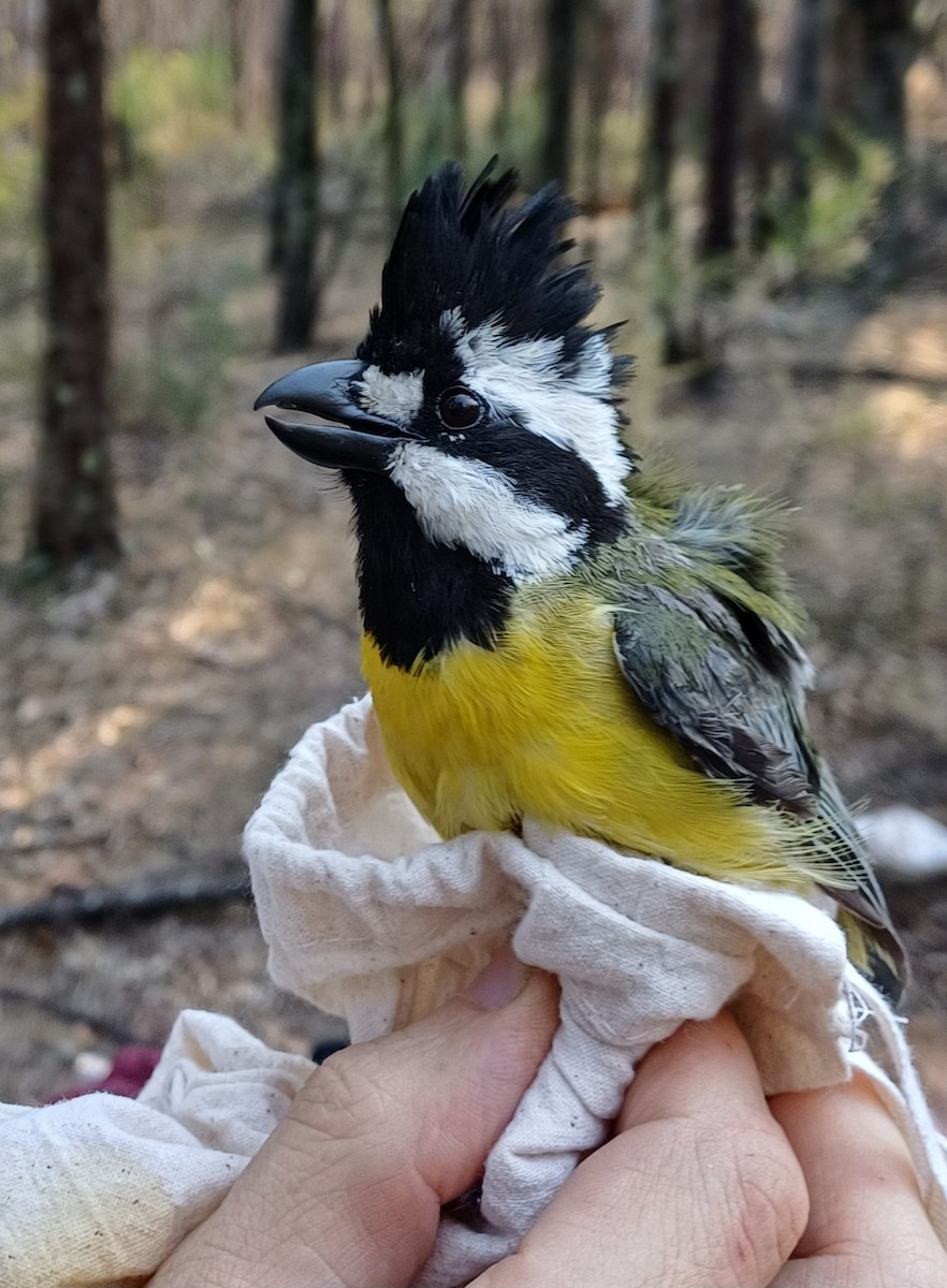 Eastern Shrike-tit - ML649656566