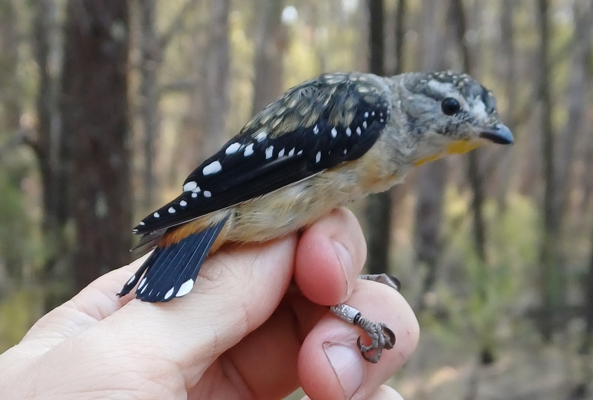 Spotted Pardalote - ML649656594