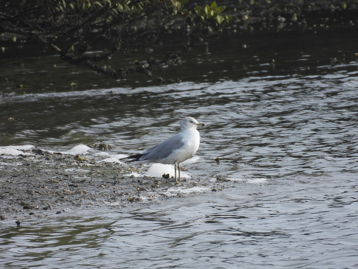 eBird Checklist - 25 Jan 2026 - Cedar Key--No. 4 Bridge & Fishing Pier ...