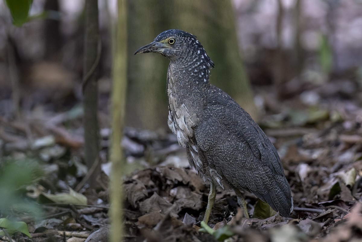 Malayan Night Heron - ML649658066