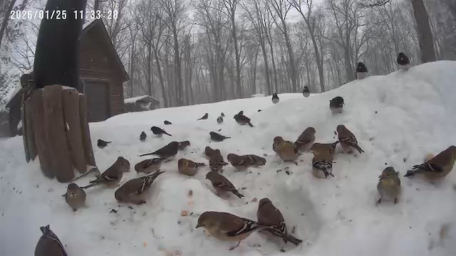 Goldzeisig - ML649658420