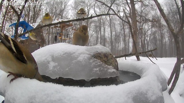 Goldzeisig - ML649658469