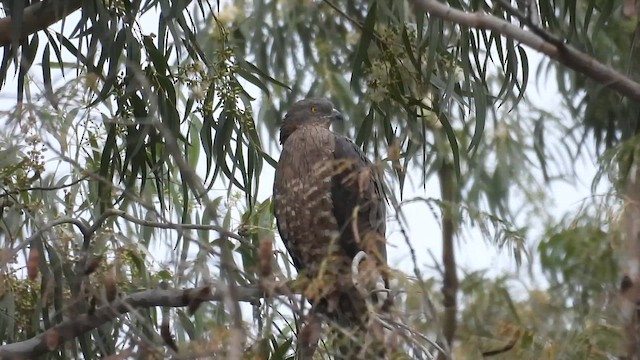 European Honey-buzzard - ML649659131