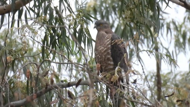 European Honey-buzzard - ML649659132