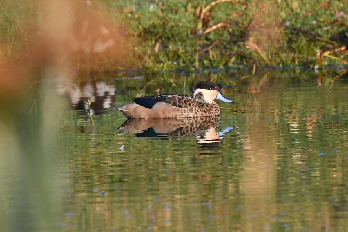 Blue-billed Teal - ML649659170