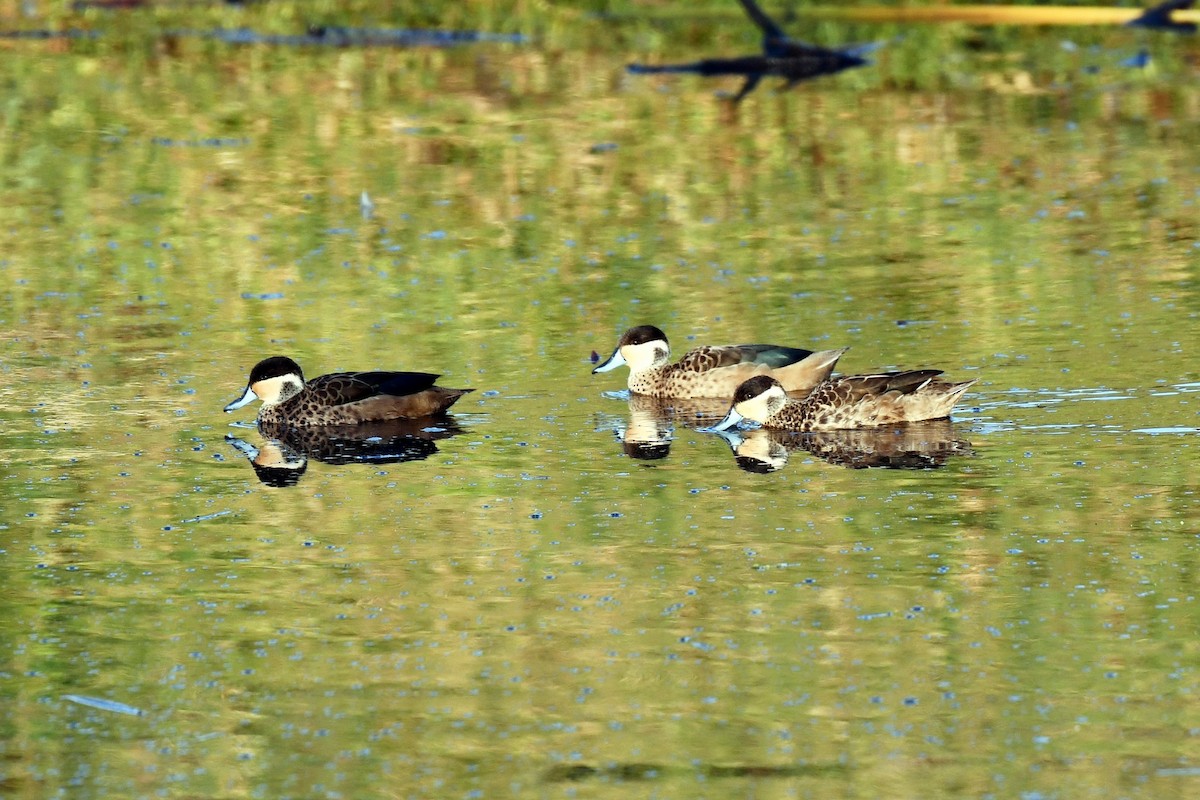 Blue-billed Teal - ML649659171