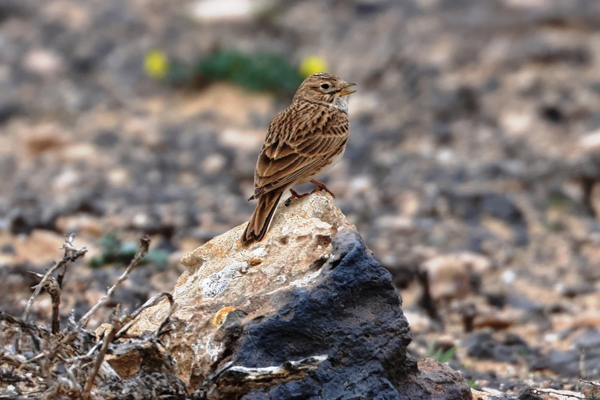 Stummellerche - ML649659232