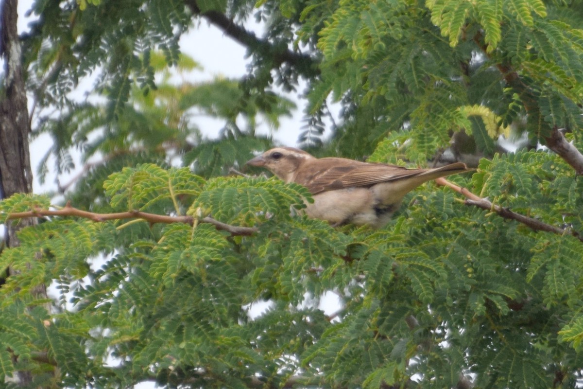 Moineau bridé - ML649659275