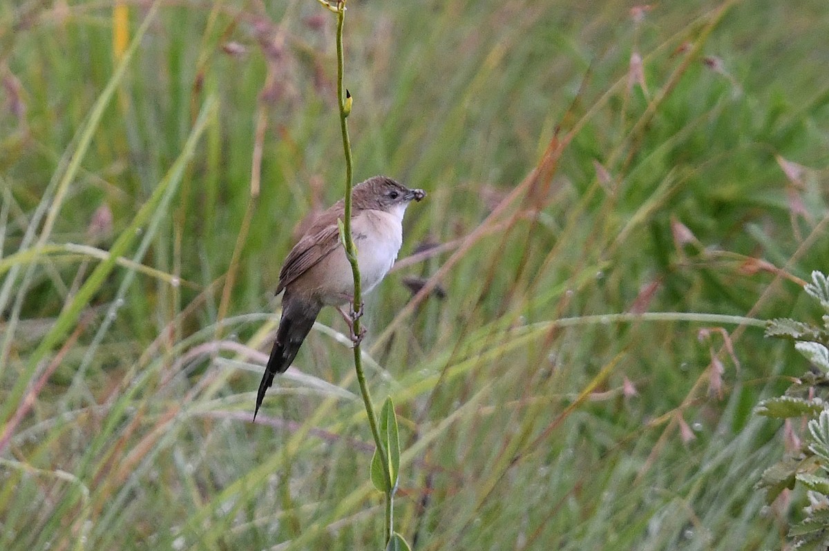 ウチワセッカ - ML649659298