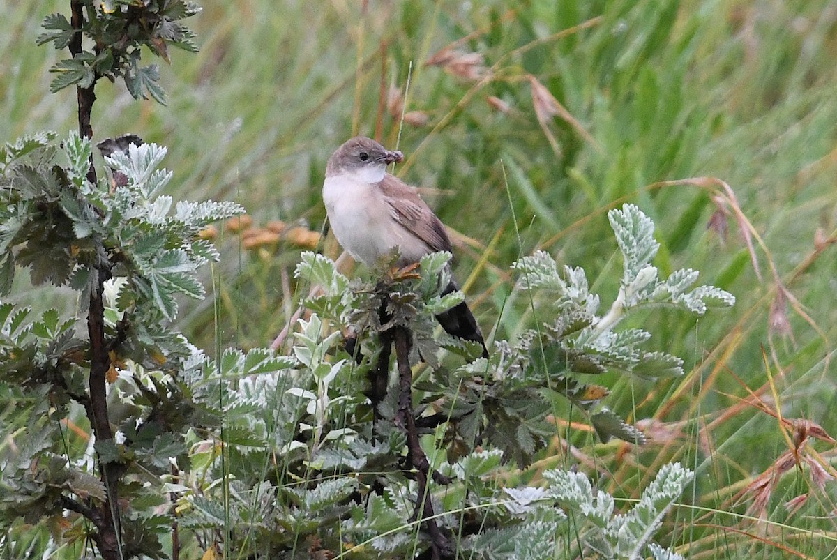 ウチワセッカ - ML649659300