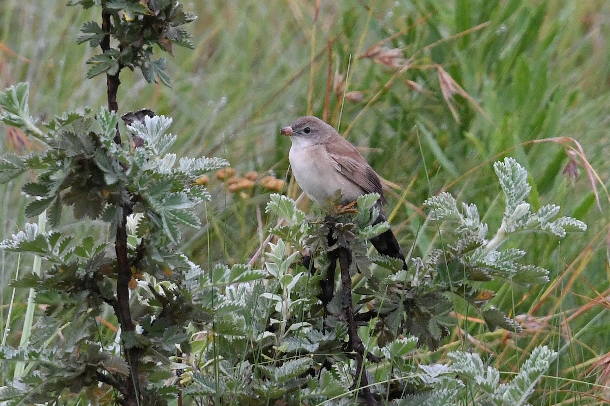 ウチワセッカ - ML649659304