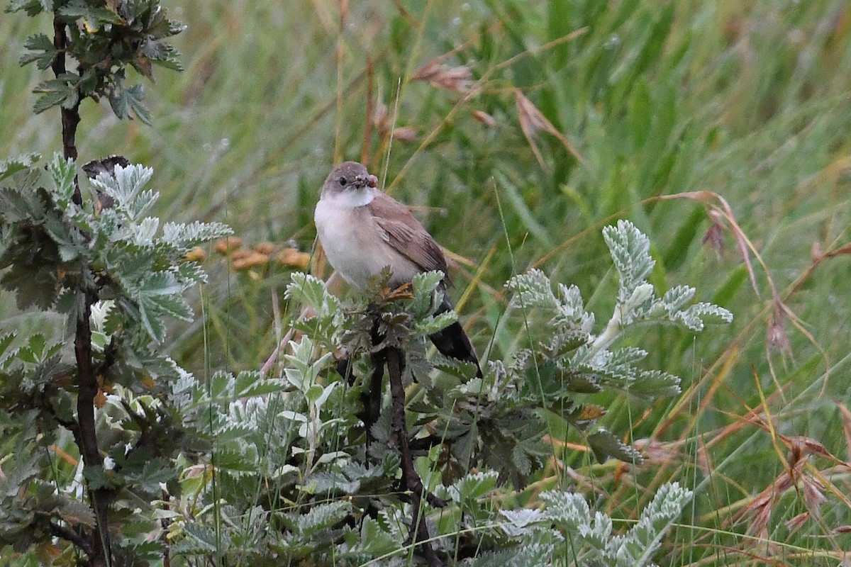 ウチワセッカ - ML649659312