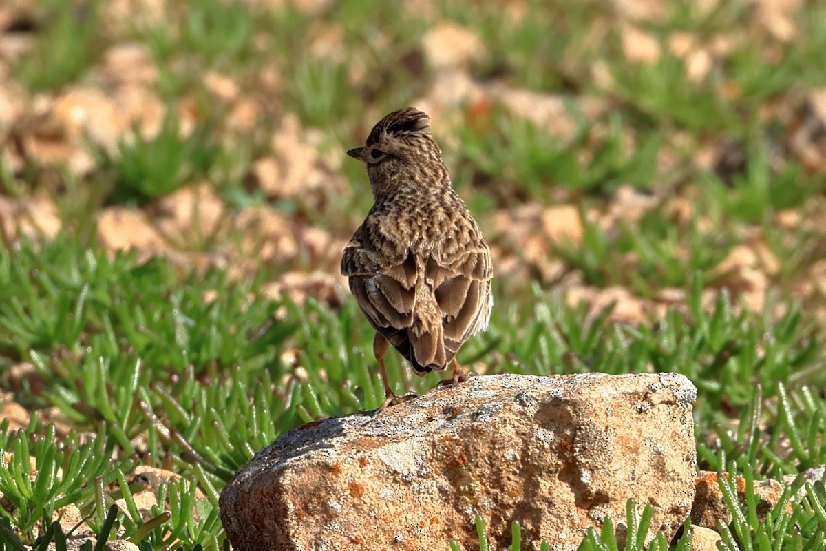 Stummellerche - ML649659418