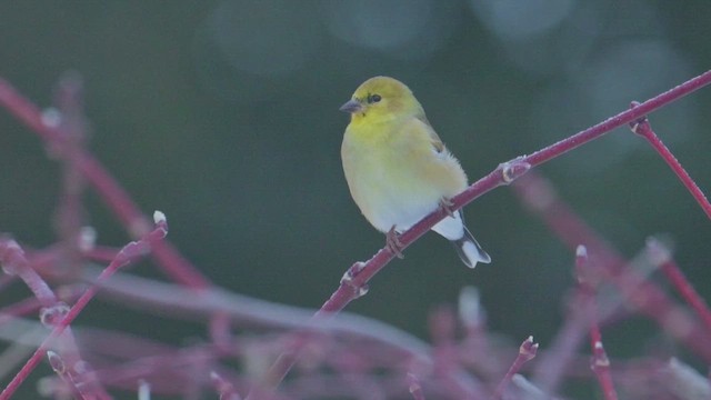 Goldzeisig - ML649660589