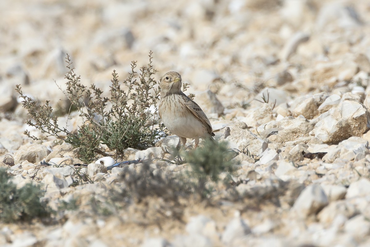 Stummellerche - ML649661530