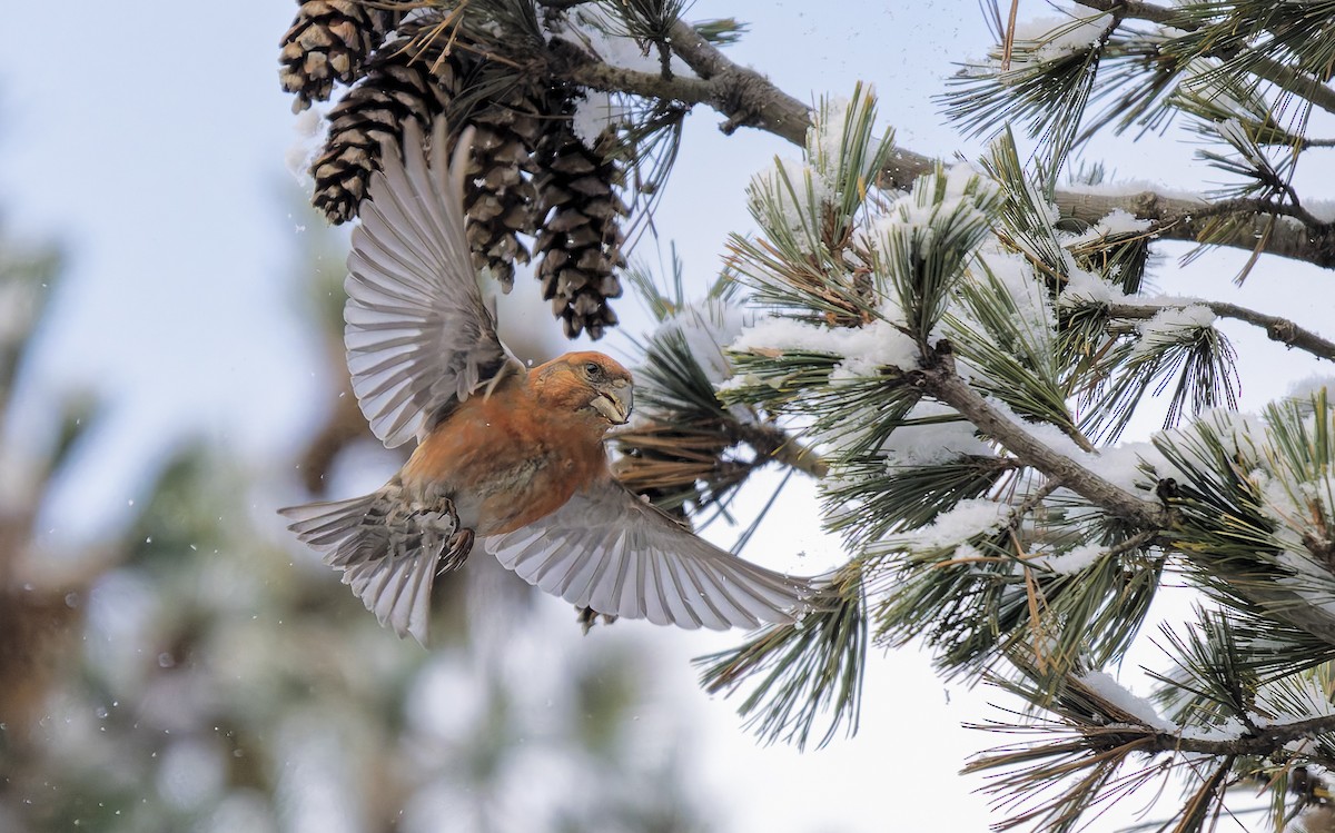Parrot Crossbill - ML649662024