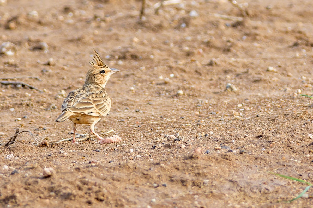 Tawny Lark - Balaji P B