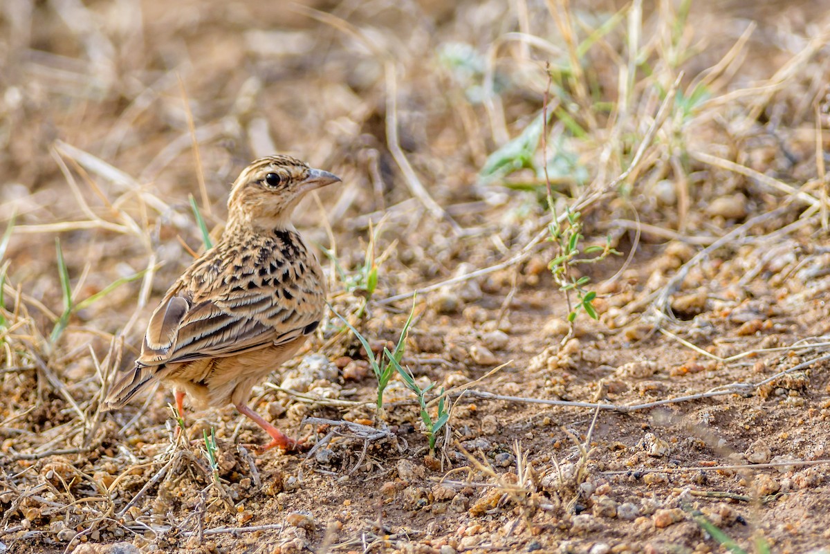 Tawny Lark - Balaji P B