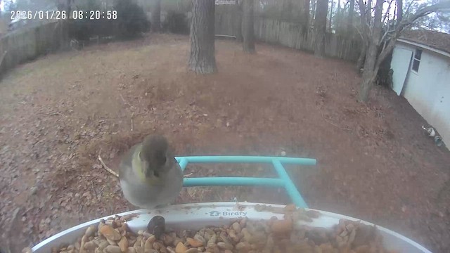 Goldzeisig - ML649663777