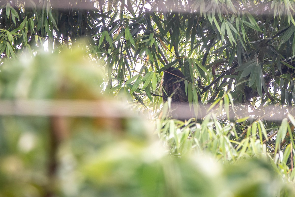 Hibou maître-bois - ML649664398