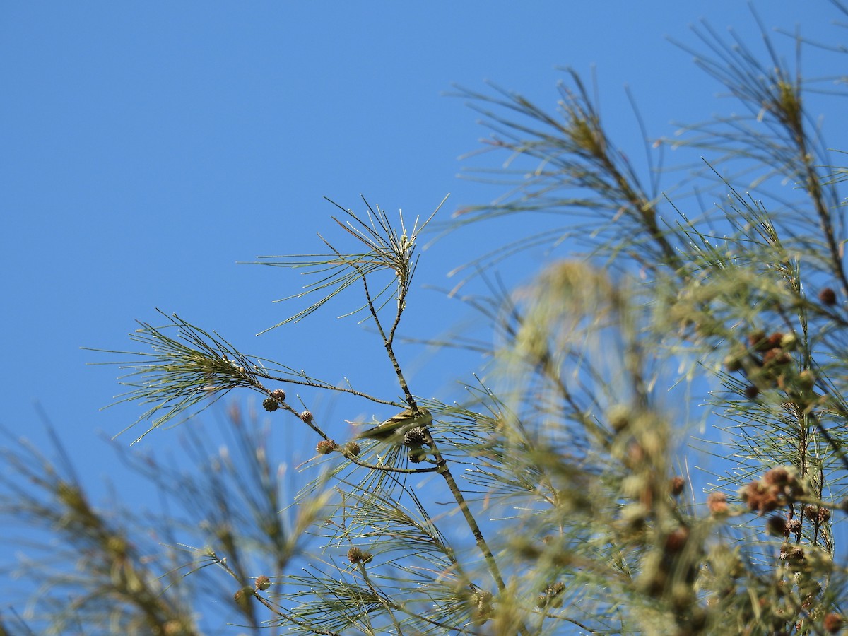 Tarin des aulnes - ML649664517