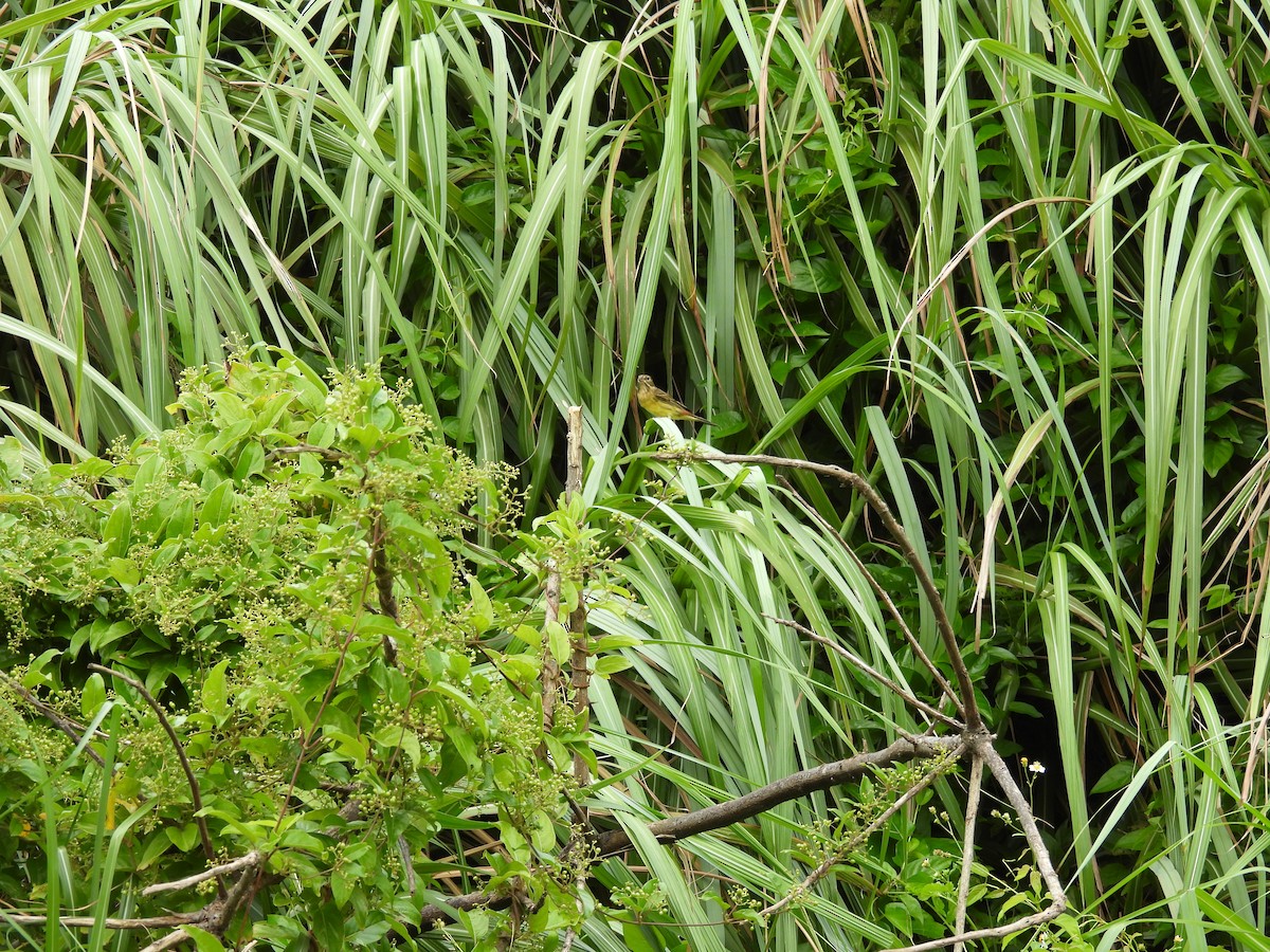 Bruant roux - ML649664615